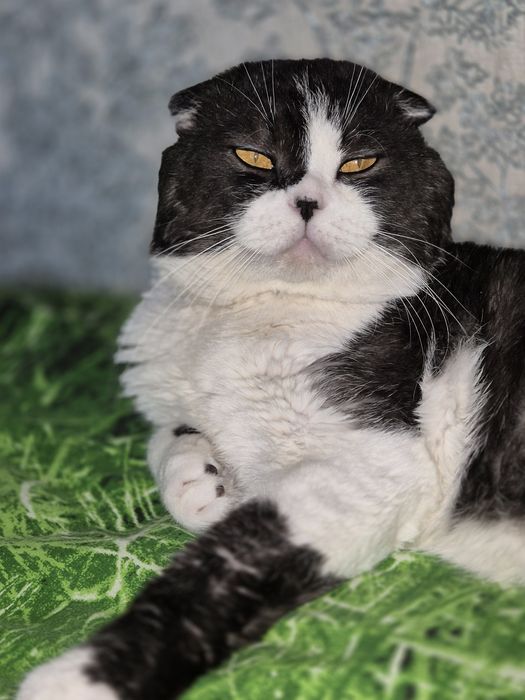 Вязка опытного кота