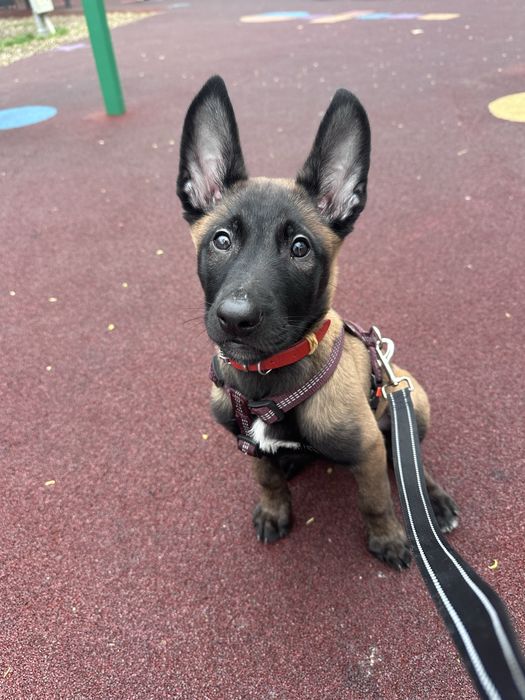Ciobanesc belgian malinois