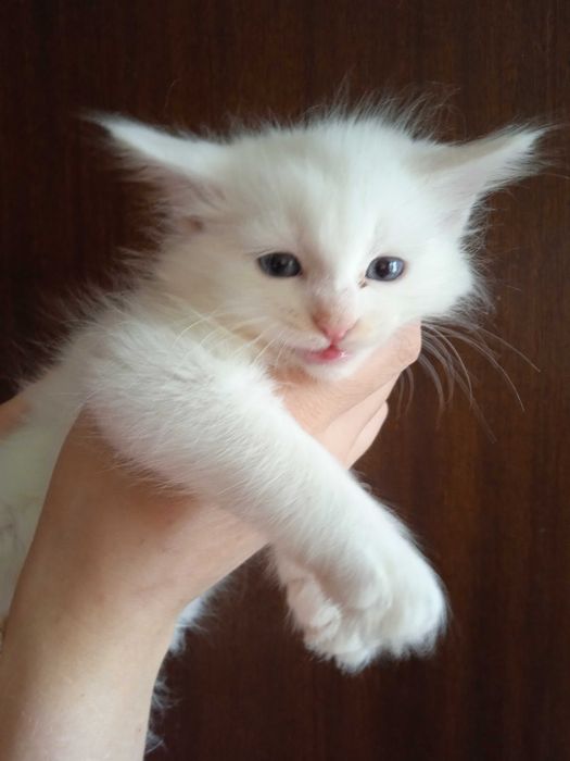Белая голубоглазая девочка турецкой ангоры, 2 месяца.