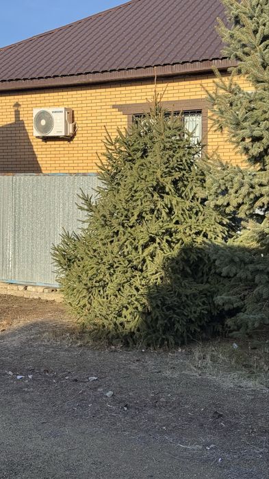 Продам Ёлку от 200.000тг