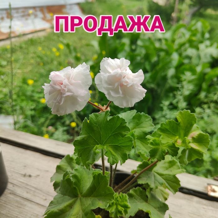 Продам цветущие пеларгонии