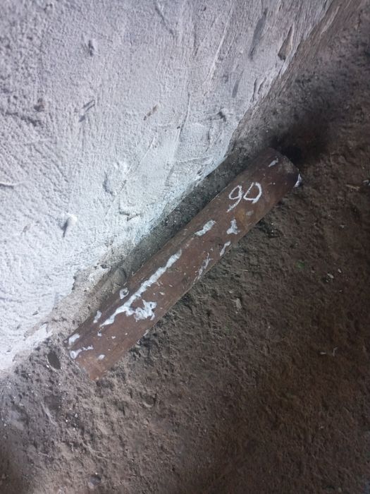 Кругляк днловой .