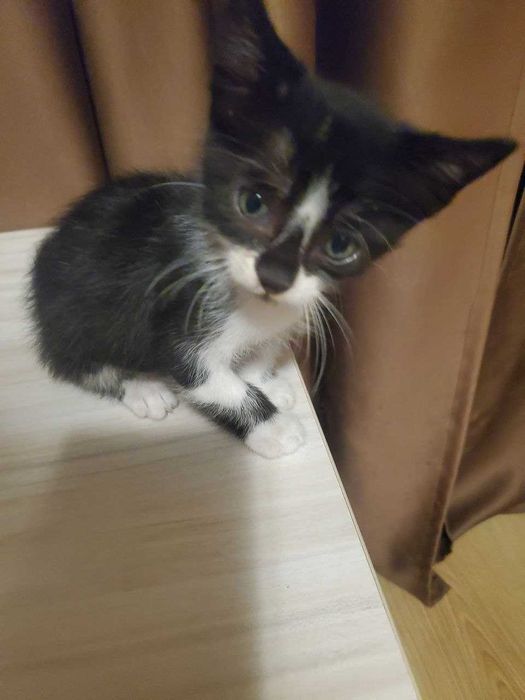 Две прекрасни котенца на 2 месеца търсят дом