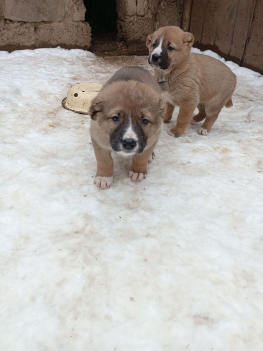 продам щенков  алабаи