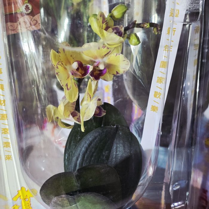 Орхидеи 5500,очень красивые