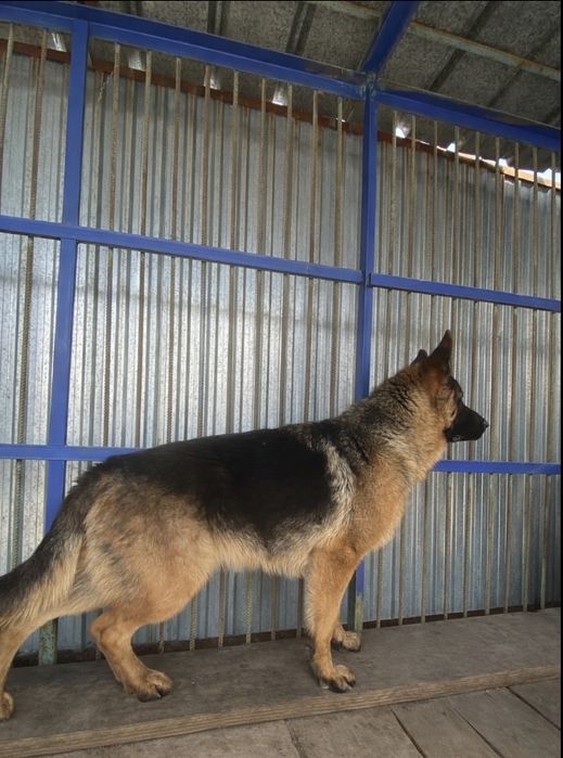 Немецкая овчарка 1 год