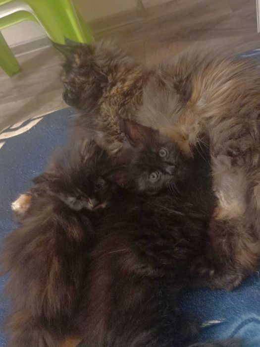 Мейн куун котенца