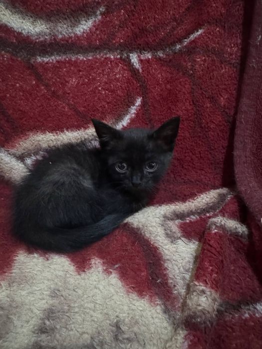 Отдам котят в хорошие руки