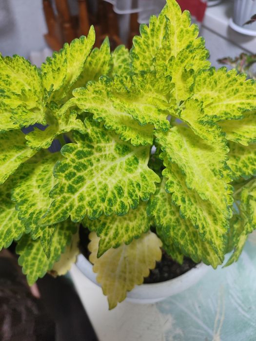 Цветы  комнатные