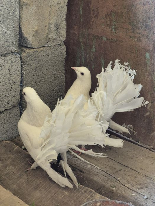 Голуби белых павлини
