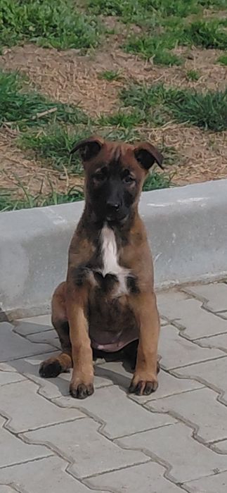 Белгийска овчарка