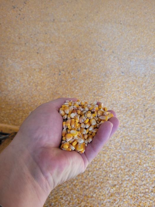 Porumb boabe uscat ambalat