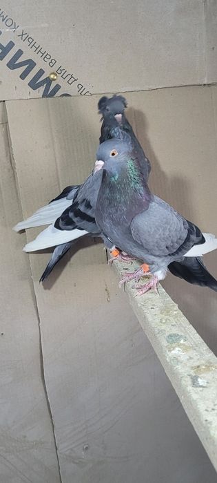Продам голубей..