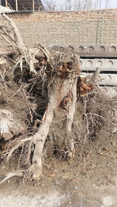 Terakni tomirlari bepulga beriladi