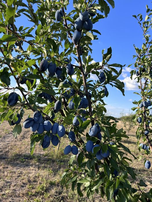 Vand Livada pomi fructiferi (urgent)