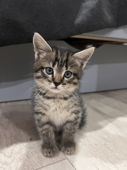 Отдаю красивейших котят