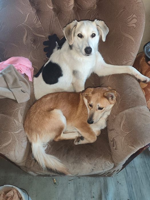 Ищем дом для собак