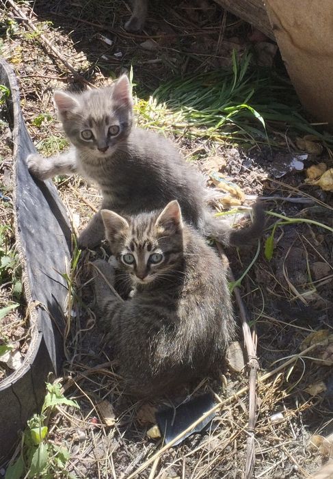 Отдам котят в добрые руки