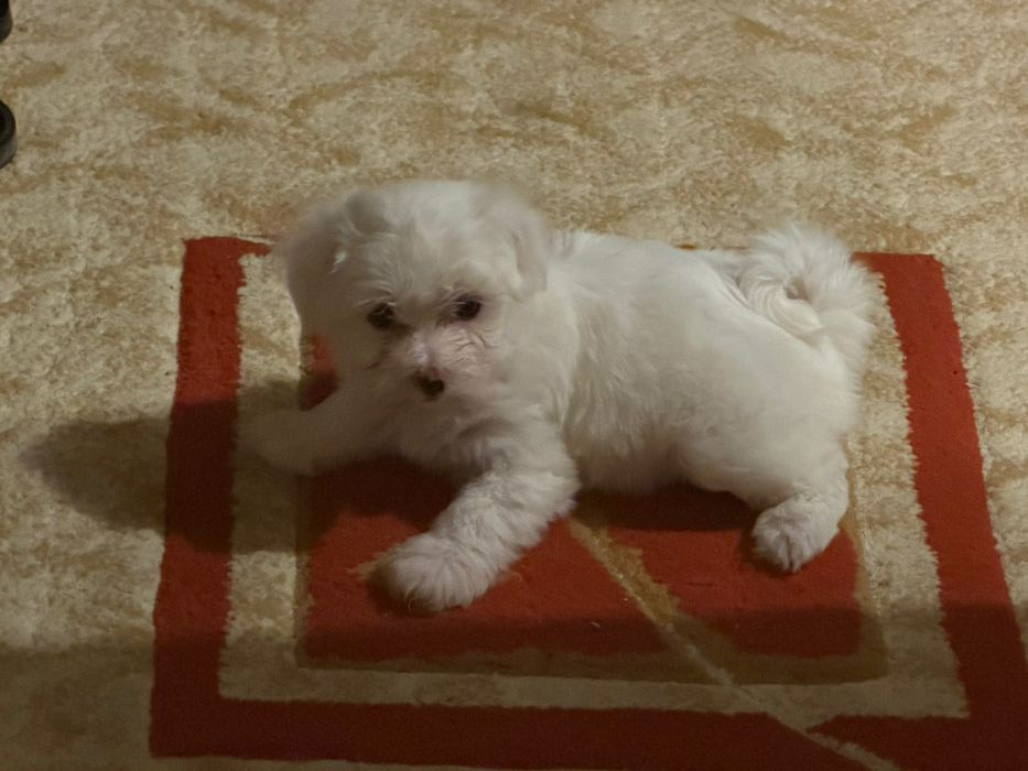 Bichon Maltez mini toy