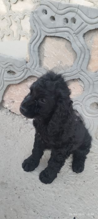 Spaniel zotli kuchukcha sotiladi