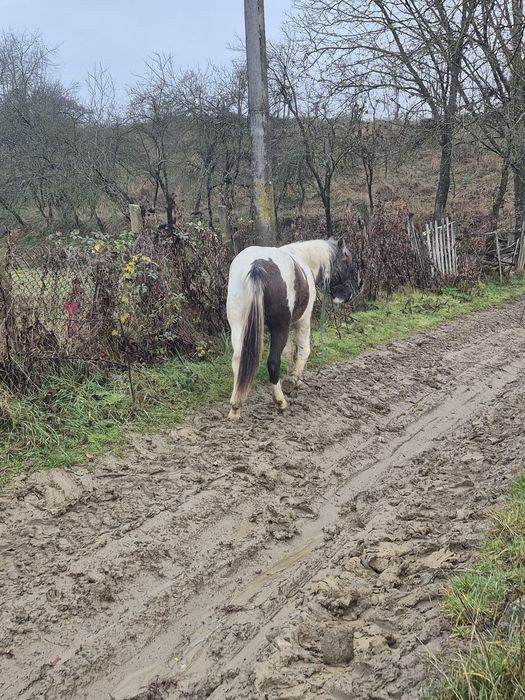 Vând cârlana  semigrea de 11 luni
