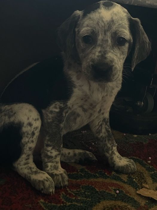 Продаю спаниельку