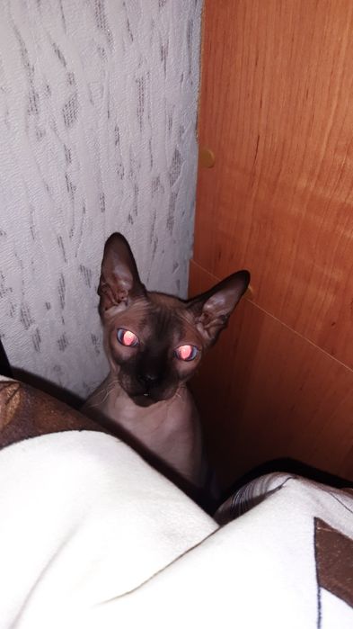 Донской сфинкс девочка