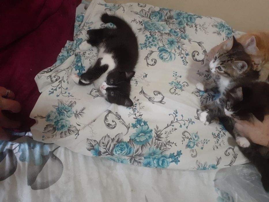 Кощки   ааасааааваа