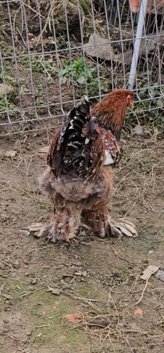 Păsări de vânzare