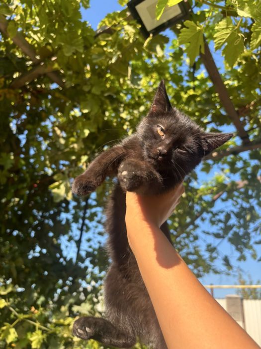 Отдам котенка, в хорошие руки)