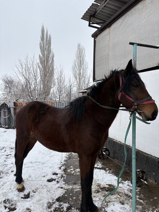 Дөнен  сатылады.