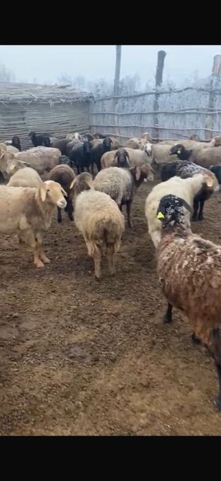 Продам баран оптом