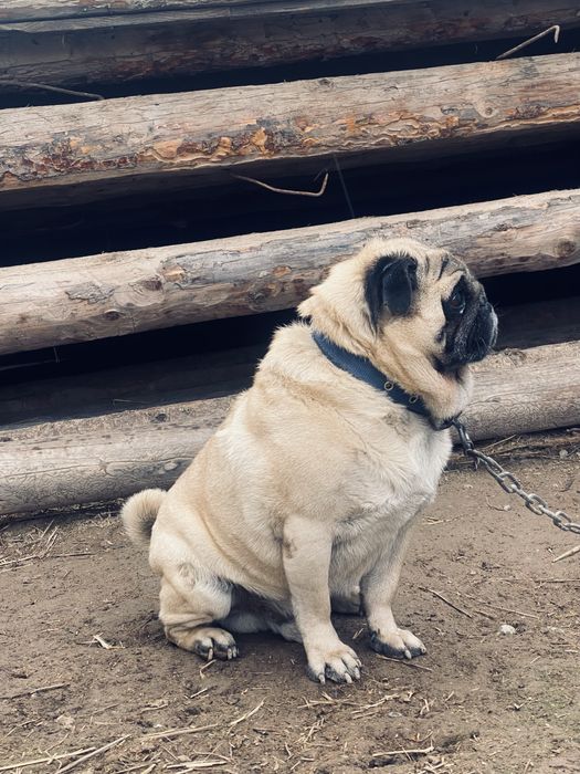 Продам мопс  в хорошие руки