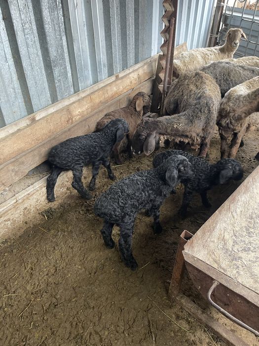 Козылы койлар бараны