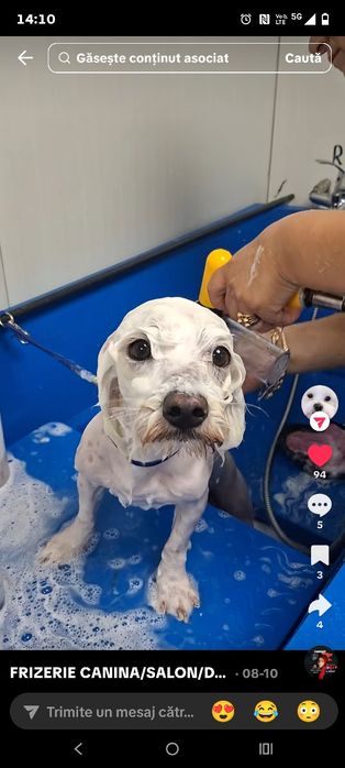 Frizerie canină pet dolly Fundeni