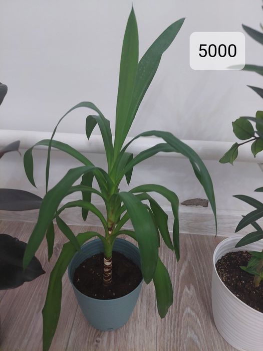 Комнатные растение