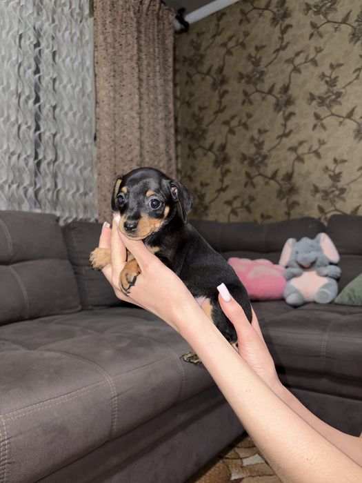 В продаже щенки той терьера