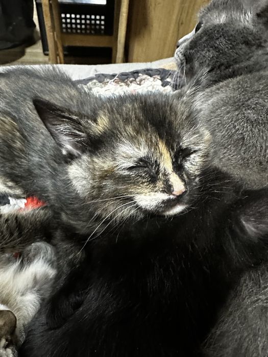 Отдам котят в добрые руки