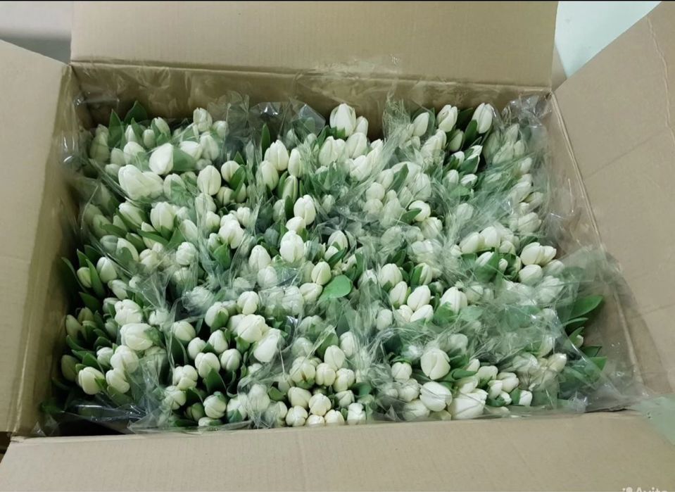 Цветы тюльпаны пионовидные