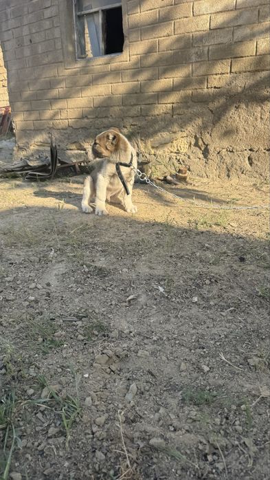 Алабай күшігі еркек