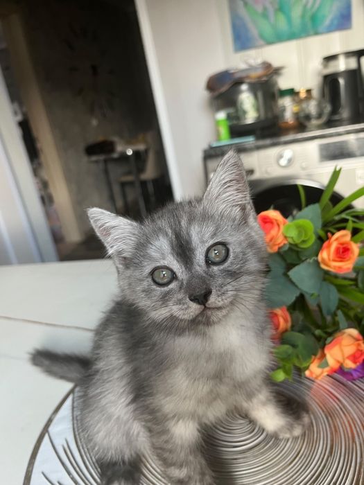 Животные кошки .