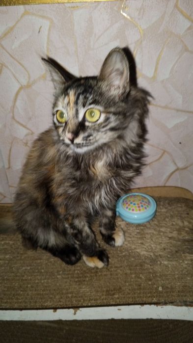 Отдам даром, только в добрые руки