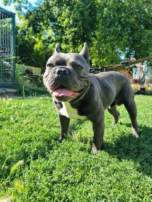 Blue Френски Булдог Мъжки