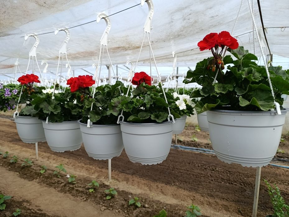 Petunia și mușcate de vânzare
