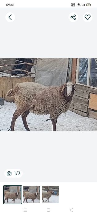 Продам баран жирный на корме