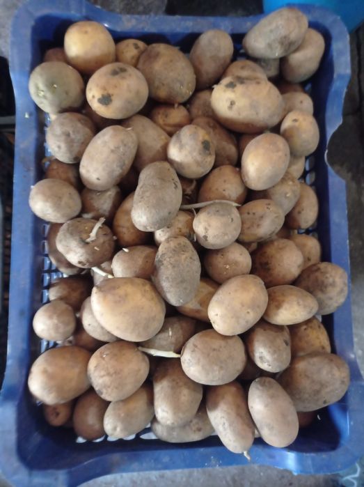Картофель семенной