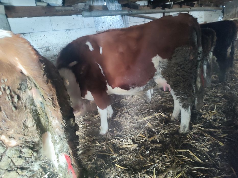 Vaci și junci de vânzare