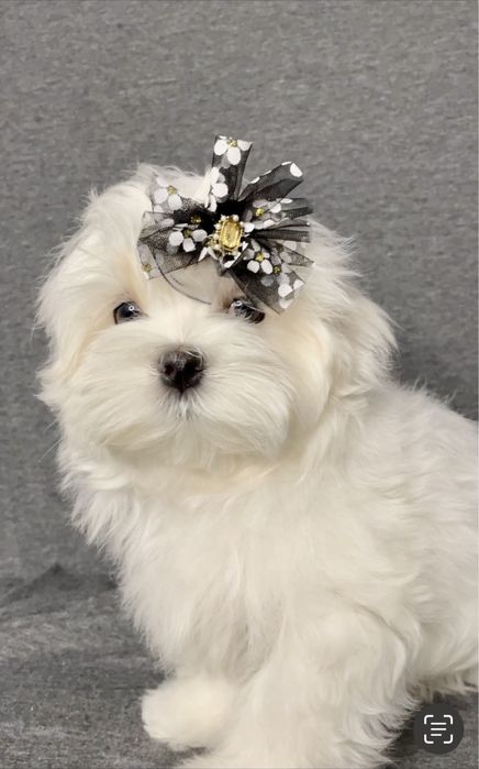 Щенки мальтезе