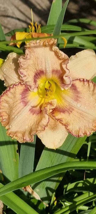 Хемерокалиси - богат избор