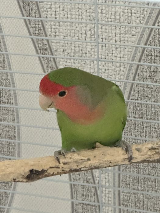 Попугай неразлучник розоващекий